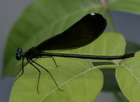 Ebony Jewelwing